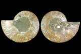 Agatized Ammonite Fossil - Madagascar #114857-1